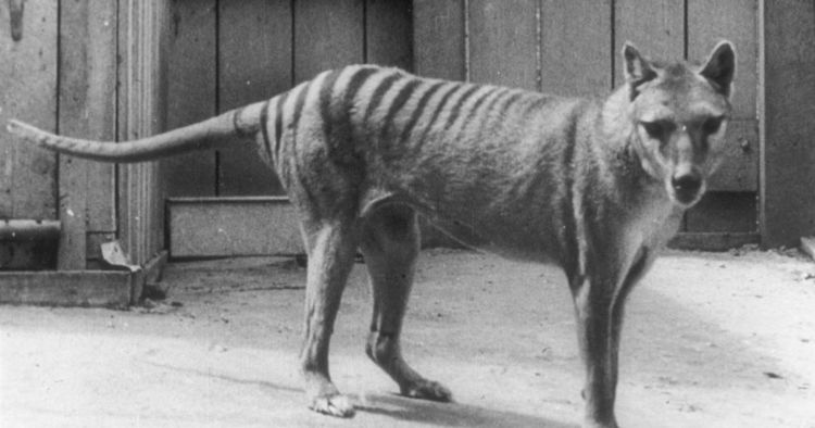 Tasmanian tiger