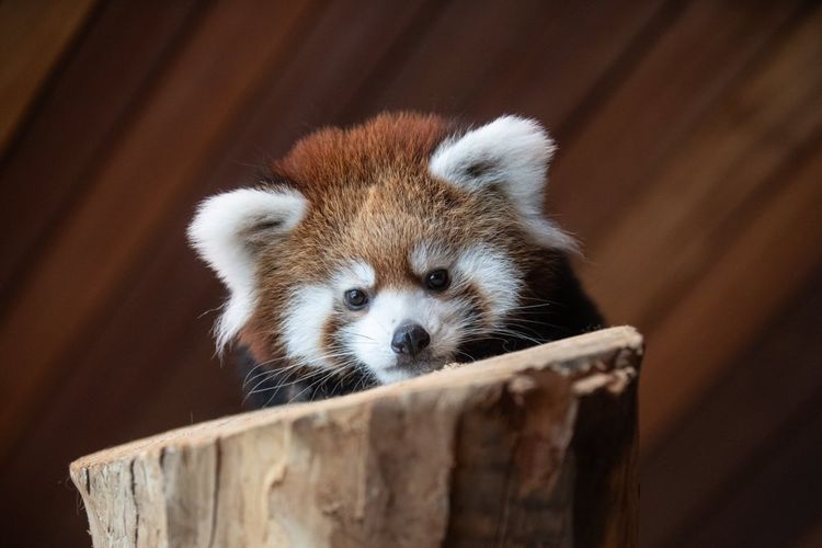 Red panda